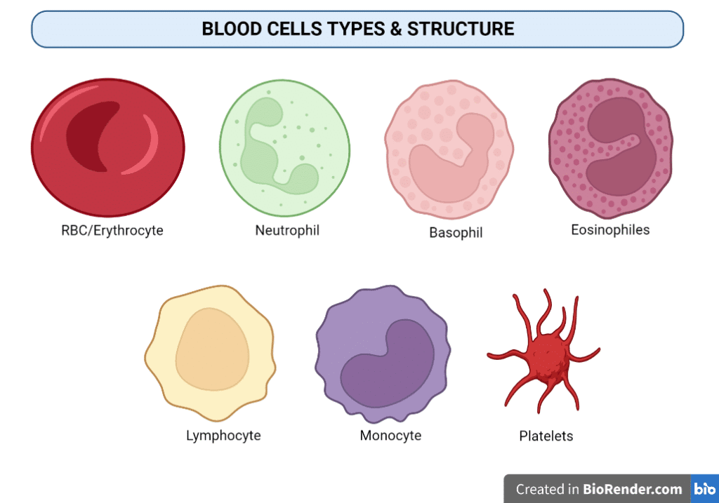 Erythrocytes or Red Blood Cells (RBC) - Structure, and Functions