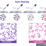 Gram-Staining