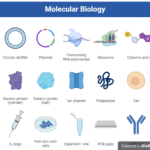 Molecular Biology