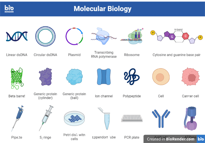 Molecular Biology