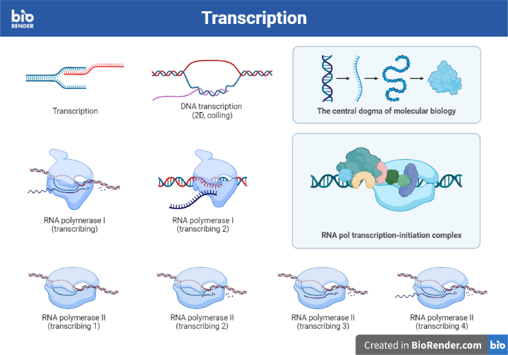 Transcription diagram