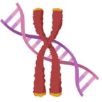 DNA-and-chromosome