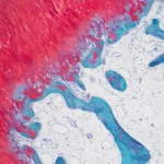 Safranin stain md3ekh