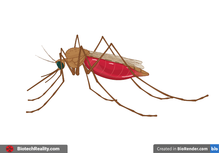 Anopheles