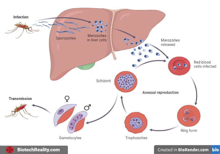 Malaria life cycle