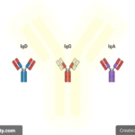 Immuniglobulin Antibody Cover