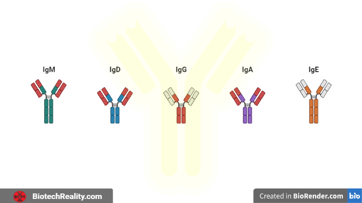 Immuniglobulin Antibody Cover