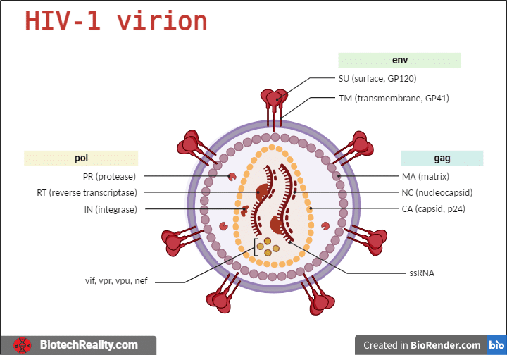 HIV Structure