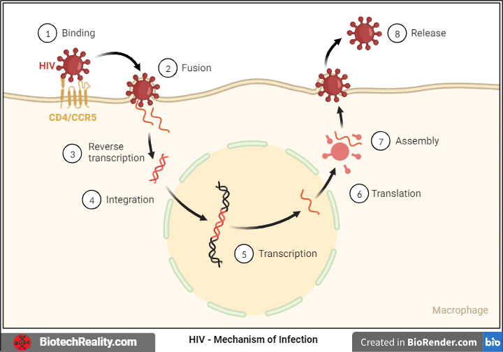 HIV - Mechanism of Infection