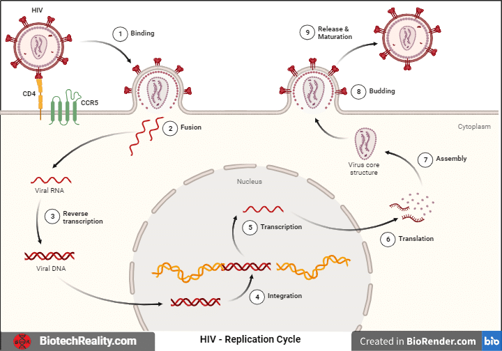 HIV Replication Cycle