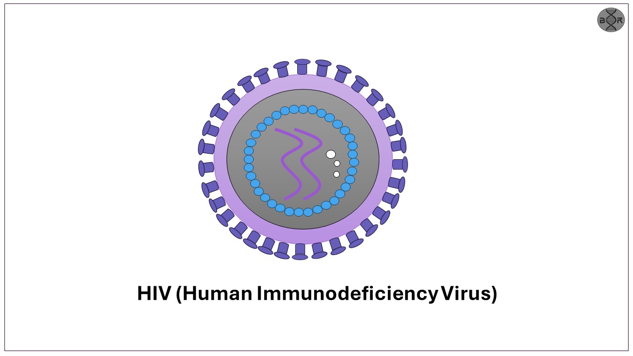HIV – Human Immunodeficiency Virus | Details and Diagnosis