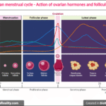 Menstrual Cycle - Action of Ovarian Hormones and Folliculogenesis