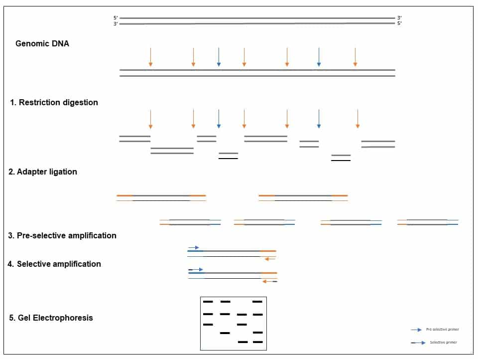 Amplified Fragment Length Polymorphism - AFLP | Explained