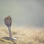 Cobra Snake Image