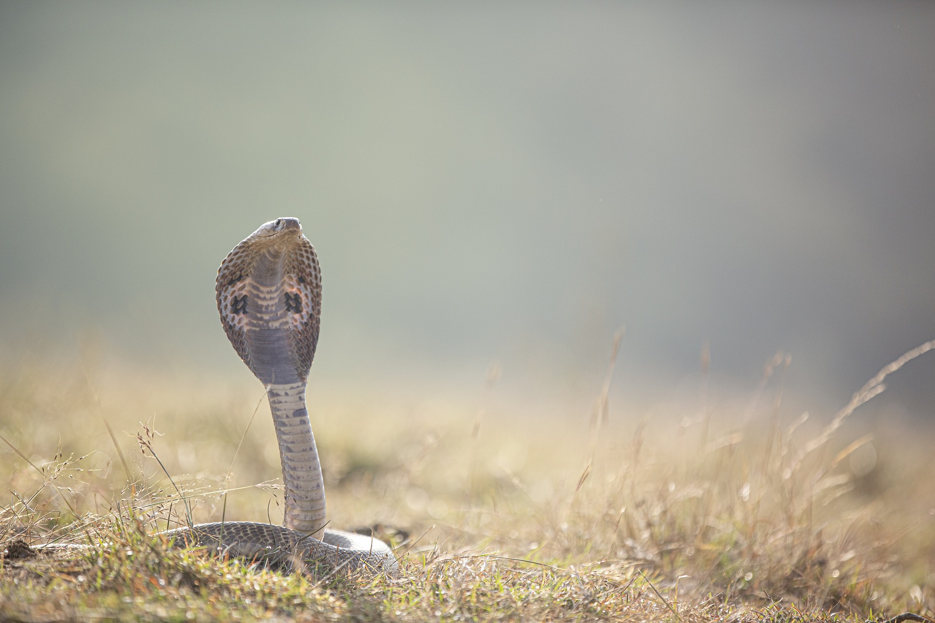 Cobra Snake Image