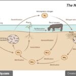 Nitrogen Cycle