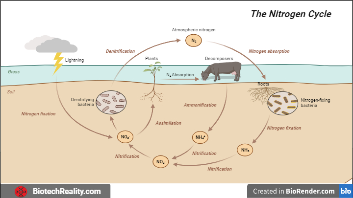 Nitrogen Cycle