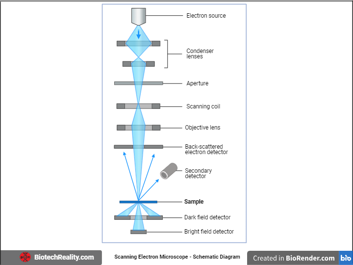 Electron Microscopy - Specimen Preparation, Types, and Application