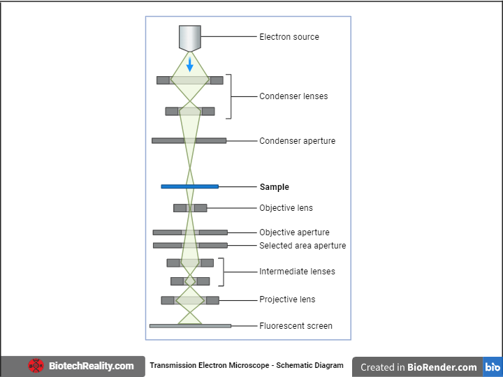 Electron Microscopy - Specimen Preparation, Types, and Application