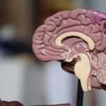 Genetic risk-factor overlap between Alzheimer's disease and vascular dementias