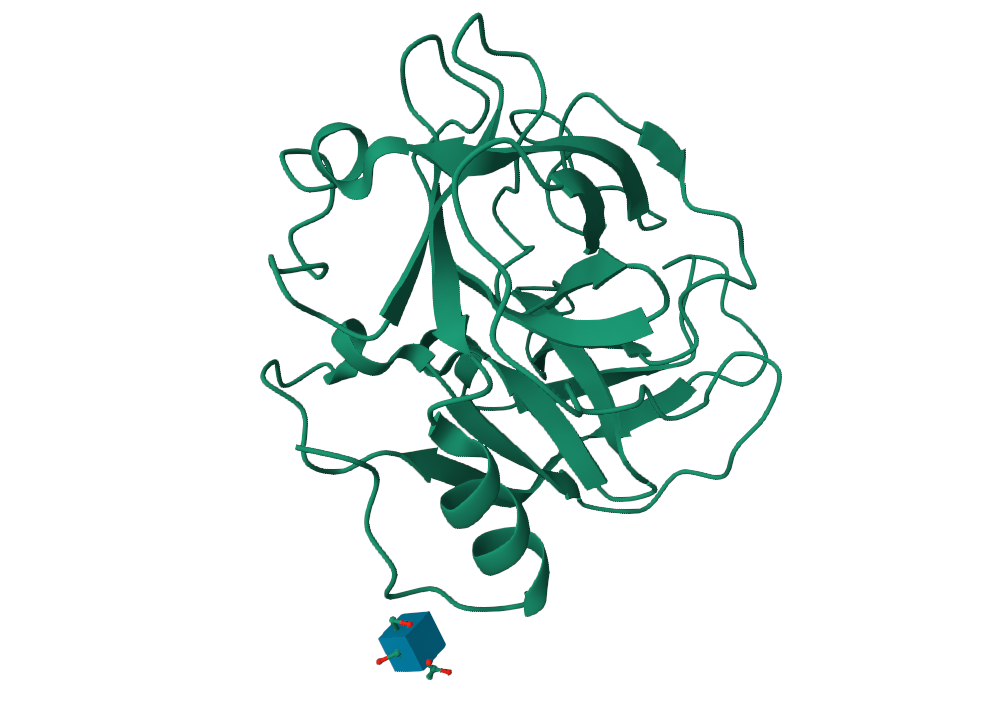 RVV V Russelss Viper