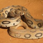 Russell's Viper - Hemotoxic Venom | Details – Types, Effects, and Pharmacology