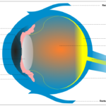 human eye structure