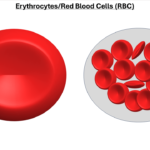 RBC Structure