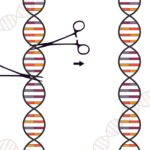 CRISPR representation