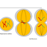 mitosis diagram and definition