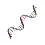 RNA structure