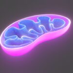 mitochondria research