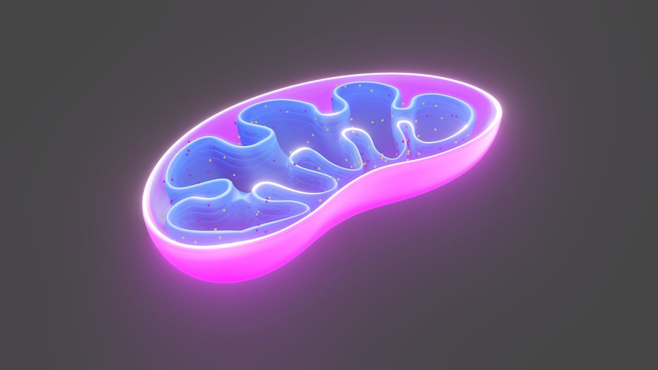 mitochondria research