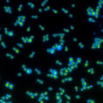 20230421nid yeast