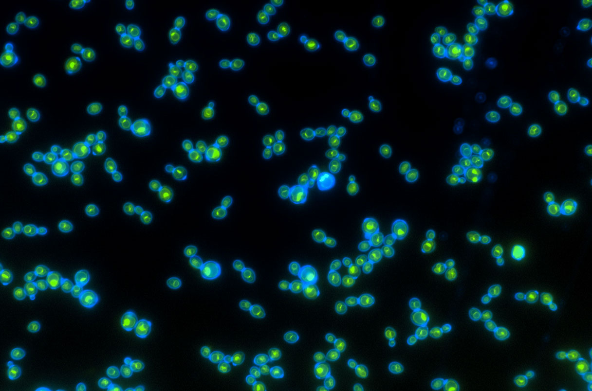 20230421nid yeast