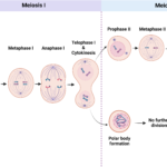 meiosis