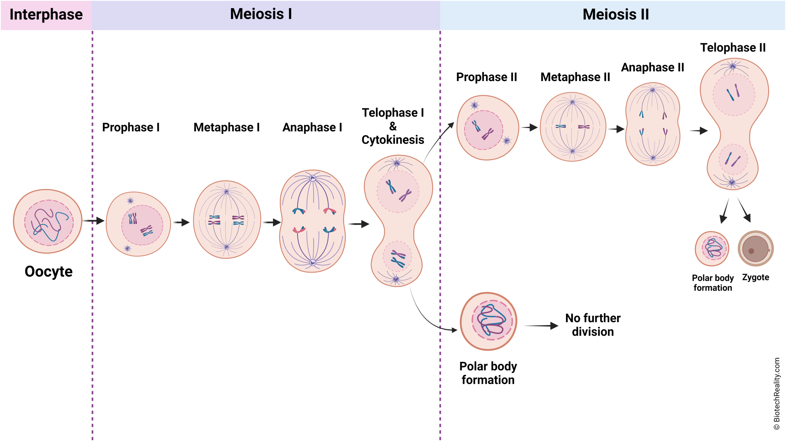 Meiosis Stages Diagram Diagram Resource Gallery