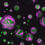 artificial cells