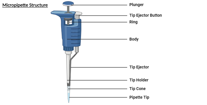 Structure of micropipette micropipette diagram