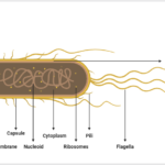 what is e coli