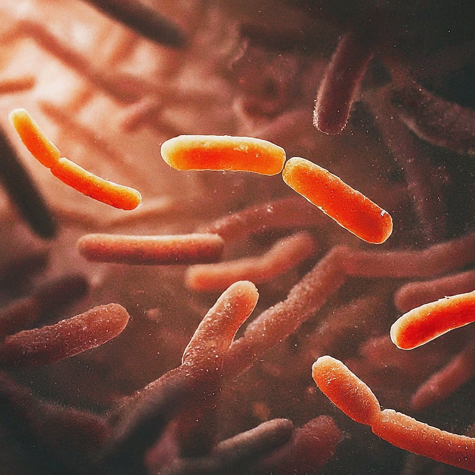 gut microbiome and brain