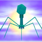 phage biofilm