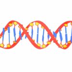 DNA Structure