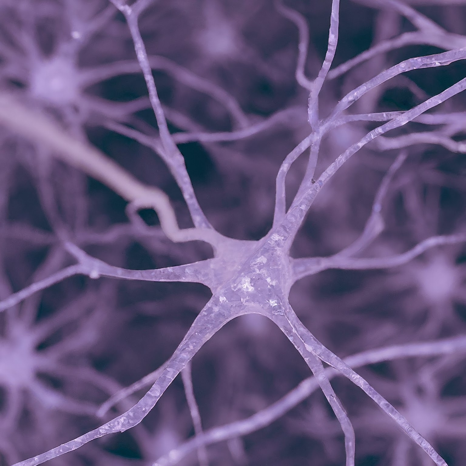 neuron connections