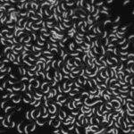 Caulobacter