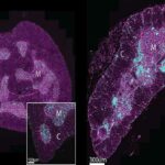 ageing immune system