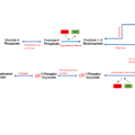 glycolysis pathway