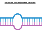 miRNA Duplex Structure