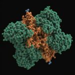 antibody structure representation