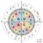 codon bias